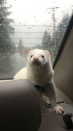 a ferret sitting in the back seat of a car looking up at the camera