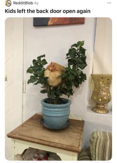 a blue potted plant sitting on top of a wooden table