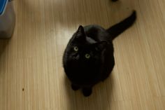 a black cat sitting on top of a wooden floor