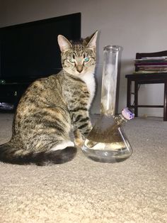 a cat sitting on the floor next to an empty glass bottle with something inside it