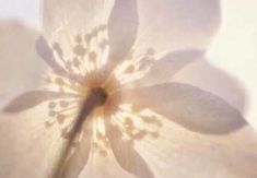 a close up view of a white flower