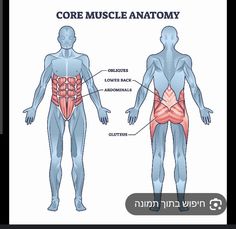 an image of the muscles and their corresponding parts to help you understand what they are