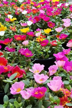 many potted plants with different colored flowers in the middle one is pink, yellow and red