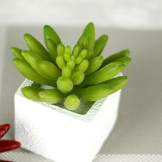 small green plant sitting on top of a white napkin next to red chili pepper peppers