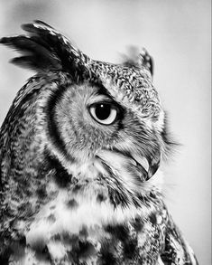 black and white photograph of an owl with big eyes