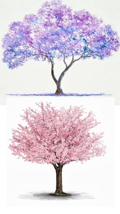 two trees with different colors in the same tree, one pink and one blue are shown