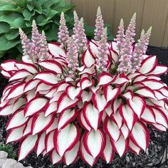 red and white flowers blooming in the garden