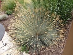 the grass is growing in the garden by the table