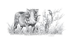 a black and white drawing of a warthog standing in tall grass next to a bird