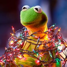 kermie the frog with christmas lights around his neck