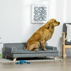 a brown dog sitting on top of a gray couch