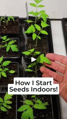 someone is holding up some plants in plastic trays with the words how i start seeds indoors