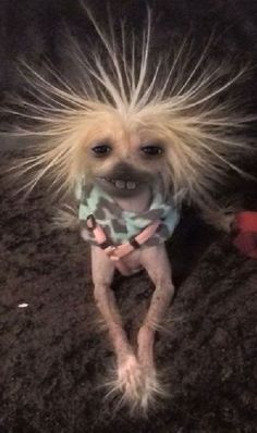 a small dog with long hair standing on the ground