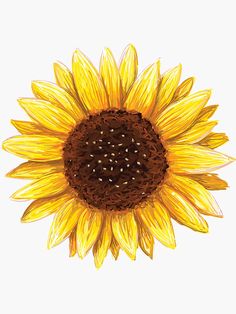 a yellow sunflower with brown centers on a white background is shown in this image