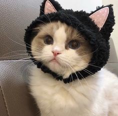 a white and brown cat wearing a black knitted hat on top of it's head