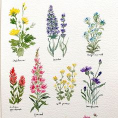 a watercolor drawing of different types of wildflowers