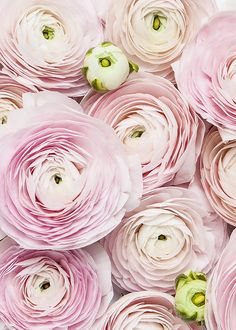 a bunch of pink flowers that are on top of each other with green leaves in the middle