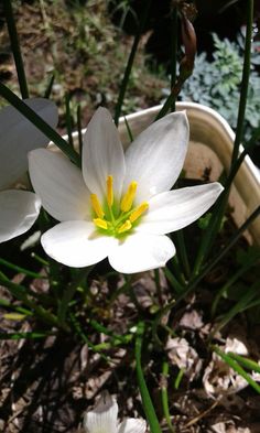 two white flowers with yellow stamens in a potted planter on the ground