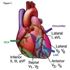 an image of the heart with labels on it