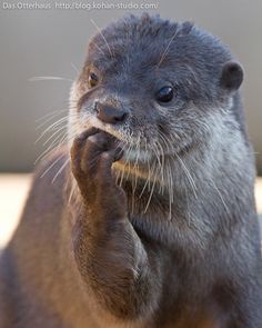 an animal that is standing up with its hand on it's chin and looking at the camera