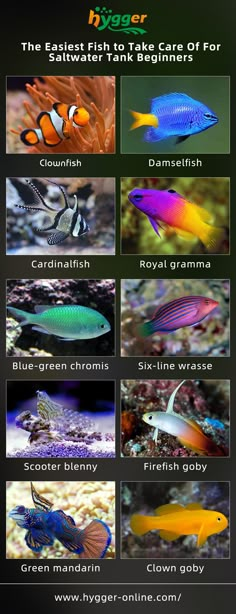 the different types of fish that can be found in aquariums and marine life systems