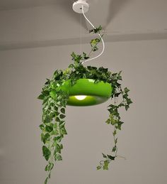 a green plant hanging from a ceiling lamp