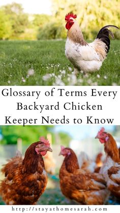 three chickens standing in the grass with text that reads glossary of items every backyard chicken keeper needs to know