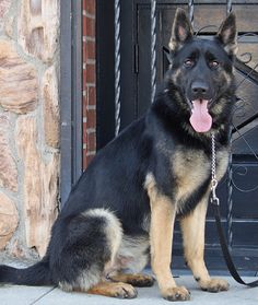 a black and brown dog sitting in front of a fire place with its tongue hanging out