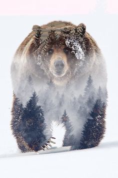 a large brown bear walking across a snow covered forest filled with pine tree's