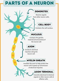 the parts of a nervous system