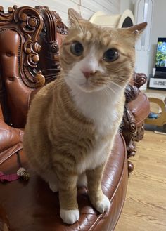 an orange and white cat sitting on top of a brown leather chair in a living room