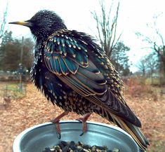 a bird sitting on top of a metal bowl filled with birdseed and mulchs