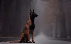 a dog sitting in the middle of a road with fog coming off it's sides