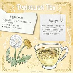 an illustration of dandelion tea with instructions on how to use it for the recipe