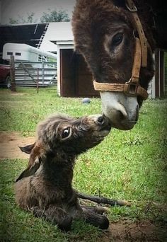 a baby horse licks the nose of its mother