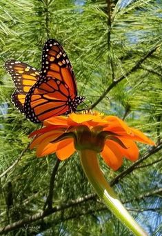 a butterfly sitting on top of an orange flower next to a green leafy tree