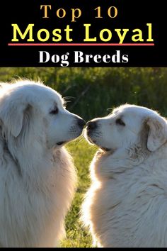 two white dogs are facing each other with the words top 10 most loved dog breeds