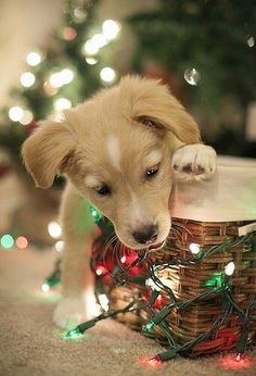 a puppy is sitting in a basket with christmas lights on the floor and his head sticking out