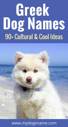 90Greek dog names perfect for your new pupThese names are definitely cool and culturalIf you have Greek heritagehave traveled to Greece or simply love the cultureyou MUST check these dog names out now Greek Heritage, Best Dog Names, Pet Projects, Dog Brain, Puppy Names, Best Dog Food, Cutest Animals