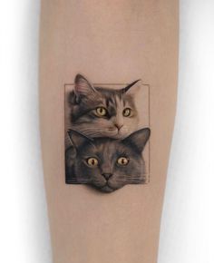 two cats with yellow eyes are shown on the leg