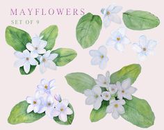 watercolor flowers and leaves set of 9 on a white background with the words mayflowers