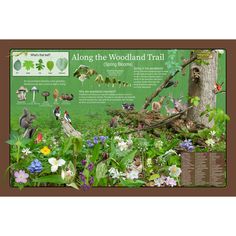 a poster with birds and flowers in the woods, along the woodland trail is an information board