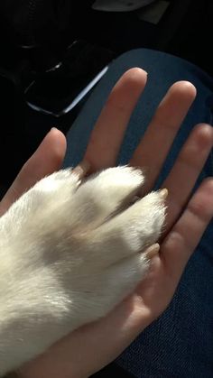 a person holding a dog's paw in their hand