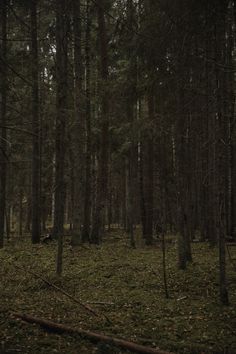 a forest with lots of trees and grass