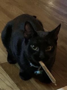 a black cat with a stick in its mouth sitting on the floor looking at the camera