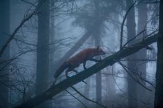 a red fox walking across a tree branch in the forest on a foggy day