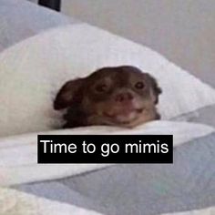 a dog laying in bed with the caption time to go mimis