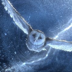 an owl flying through the air with its wings spread