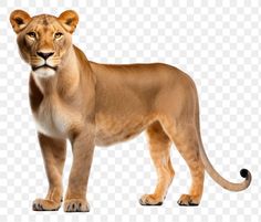 a young lion standing on a white background