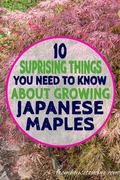 10 Things You May Be Surprised To Know About Growing Japanese Maples Japanese Maple Garden, Coral Bark Japanese Maple, Backyard Trees, Japanese Maples, Japanese Maple Tree, Tree Care